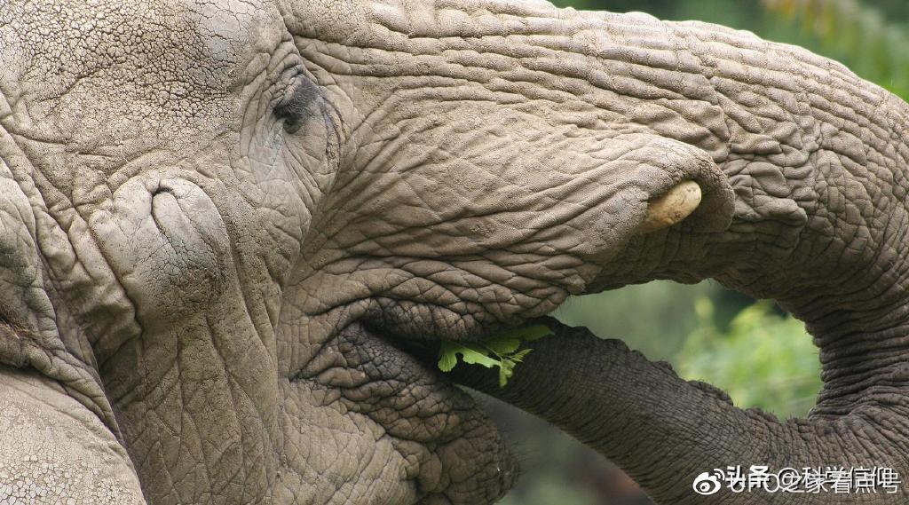 一些大象因獠牙而被捕杀，但更多的大象却因臼齿而饿死，为什么？-大象被残忍对待