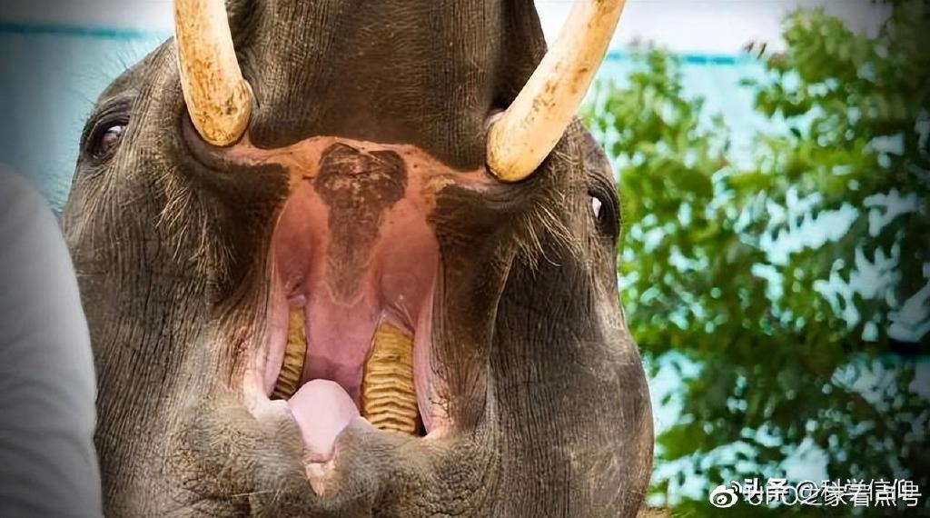一些大象因獠牙而被捕杀，但更多的大象却因臼齿而饿死，为什么？-大象被残忍对待
