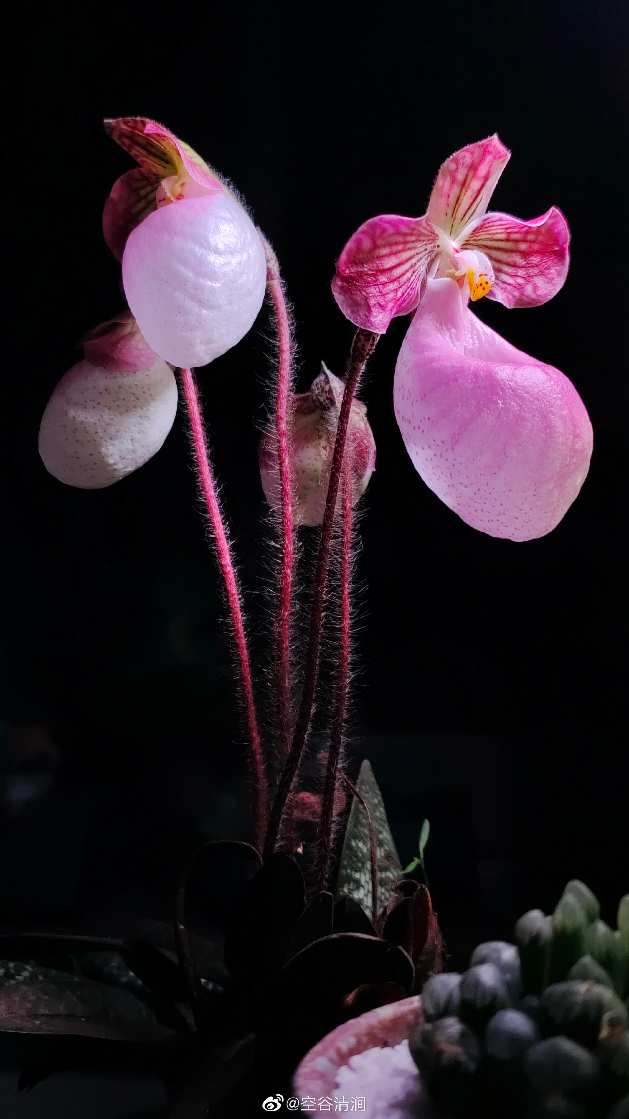 植物日志兜兰