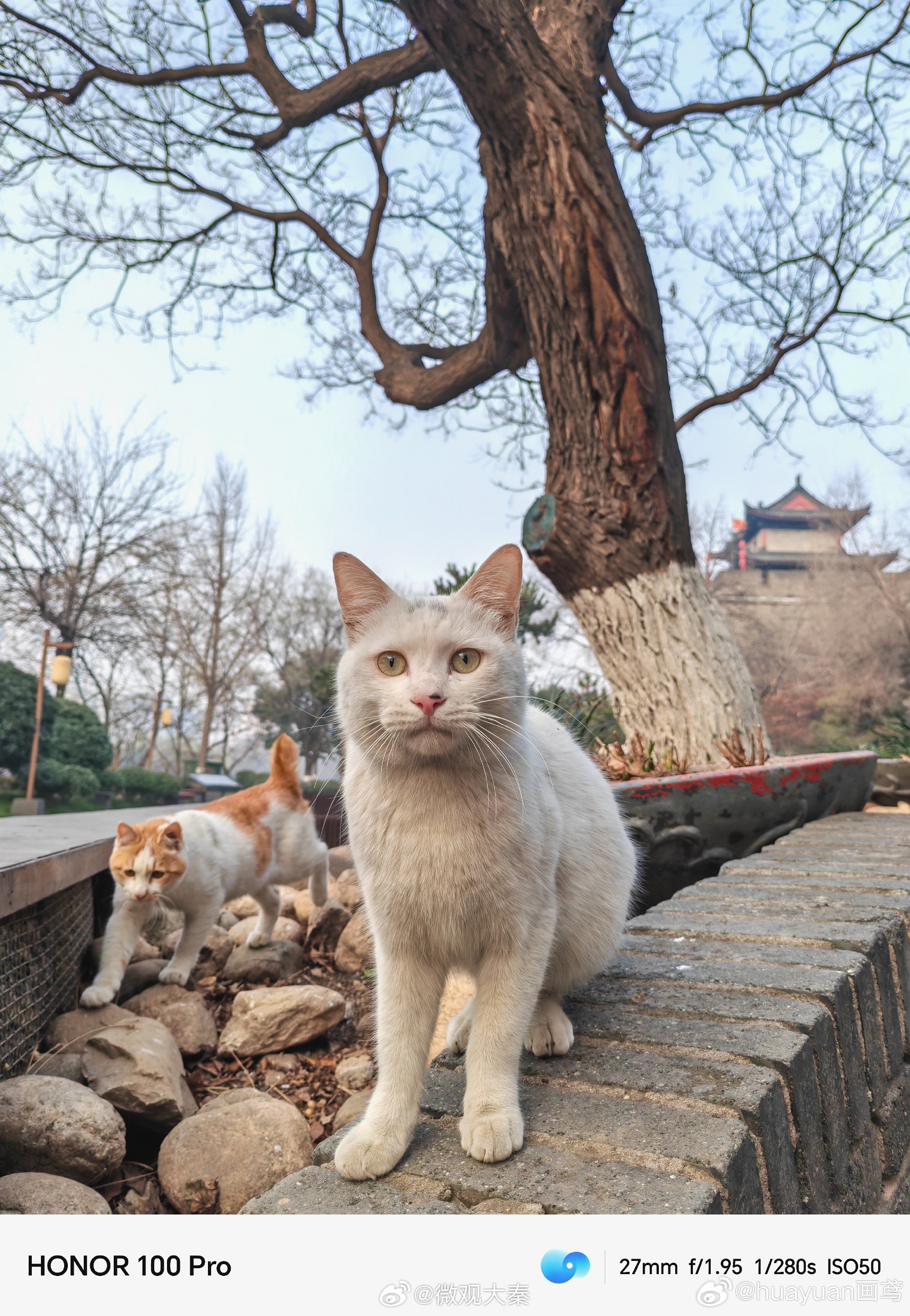 西安城墙下恩爱可爱的流浪猫