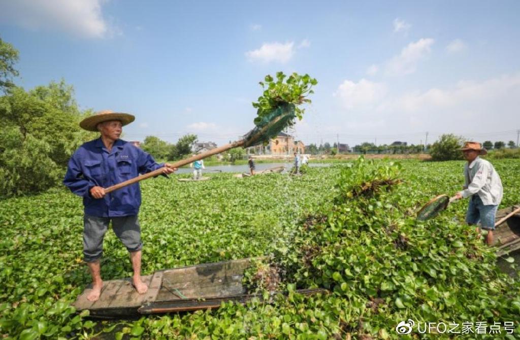 入侵中国的水葫芦, 如今都去哪了? 网友: 中国人的智慧!休闲区蓝鸢梦想 - Www.slyday.coM 入侵中国的水葫芦, 如今都去哪了? 网友: 中国人的智慧!休闲区蓝鸢梦想 - Www.slyday.coM