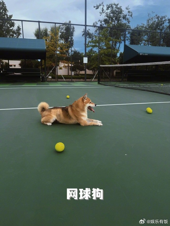王珞丹携爱犬瓢哥打卡阿那亚戏剧节、网球局
