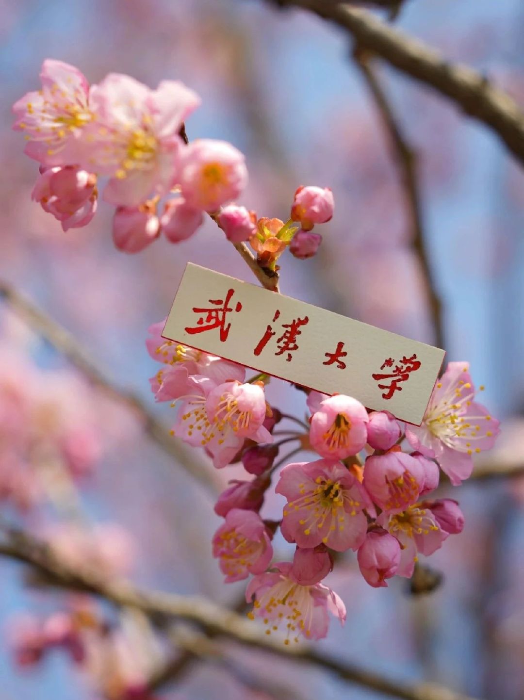 武汉包装设计（武汉大学早樱开了，想赏花吗？）武汉大学的早樱开了，