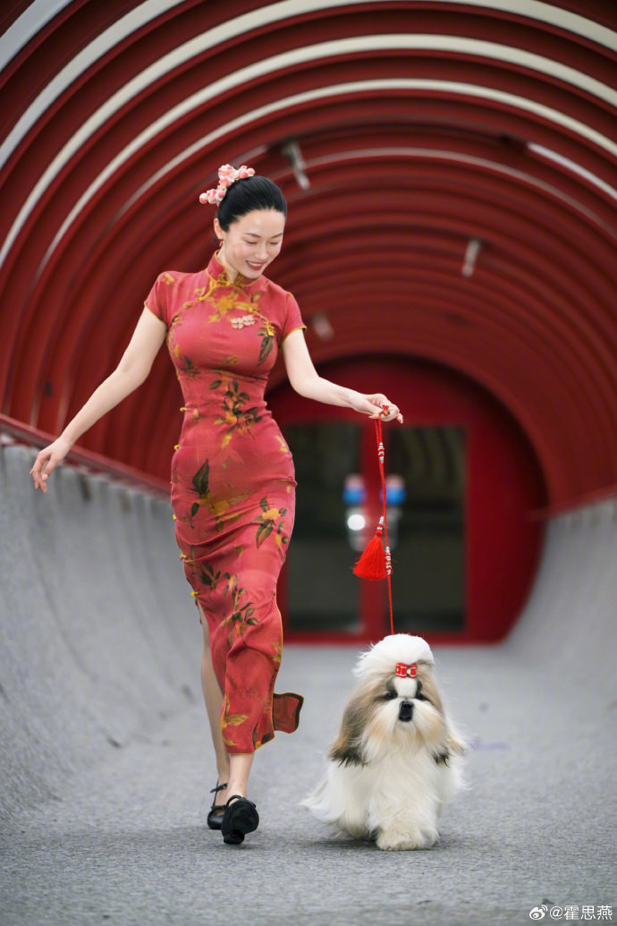 霍思燕携西施犬比利时夺冠，中国犬种惊艳国际赛场