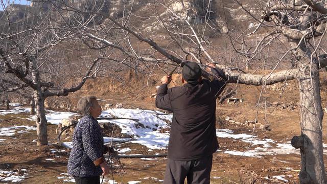 七旬老农2万斤苹果滞销,爱心人士伸出援手,1天时间卖出了900斤休闲区蓝鸢梦想 - Www.slyday.coM 七旬老农2万斤苹果滞销,爱心人士伸出援手,1天时间卖出了900斤休闲区蓝鸢梦想 - Www.slyday.coM
