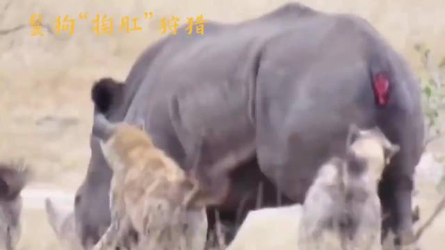 鬣狗狩猎策略揭秘：攻击肛门快速放倒猎物