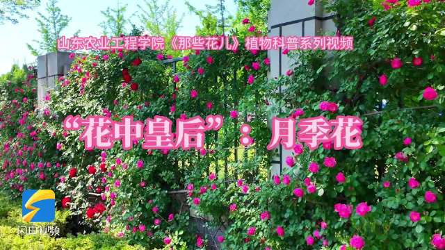 山东农业工程学院《那些花儿》植物科普系列视频带你走近 “花中皇后” 月季花