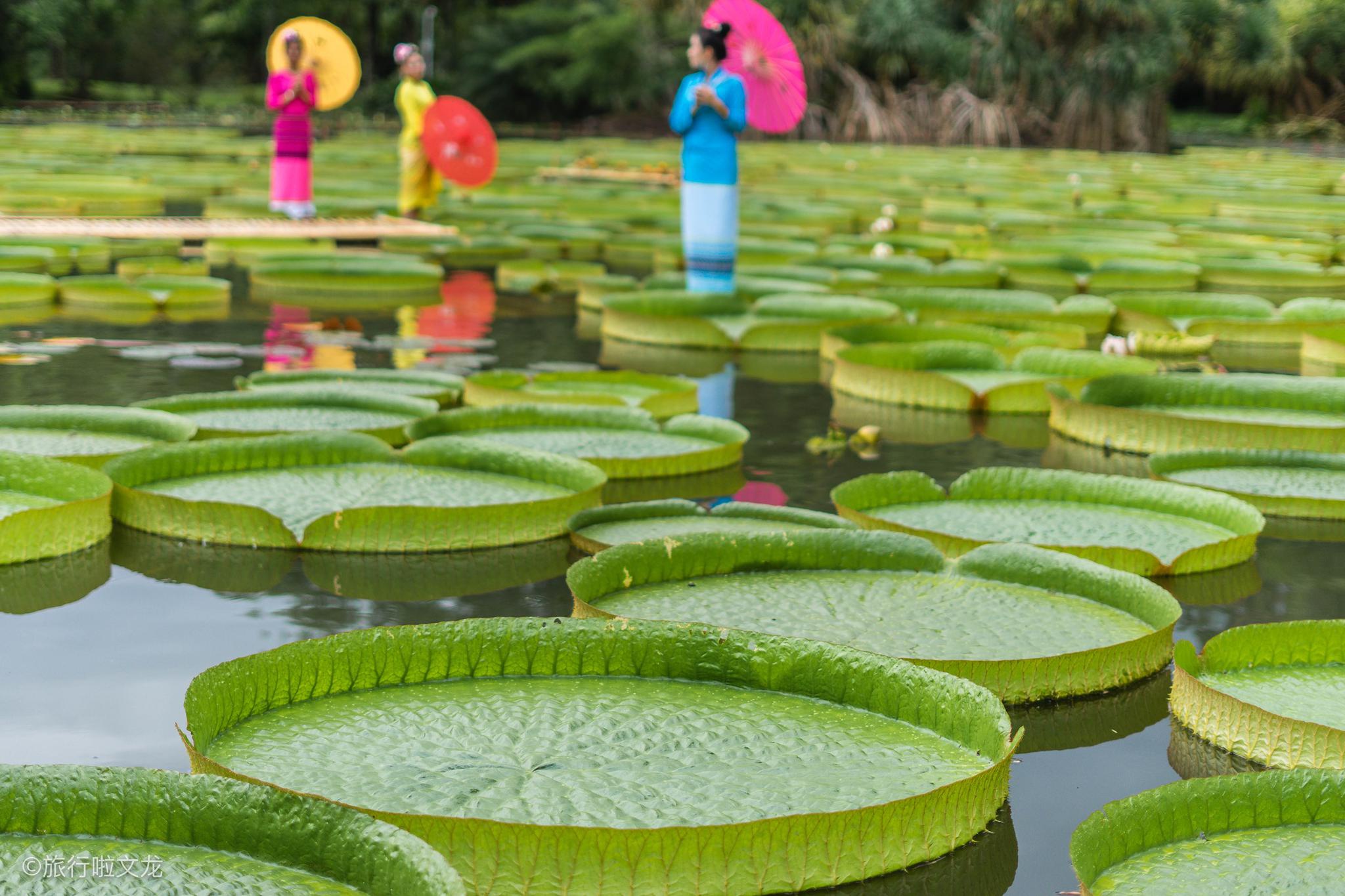 2021年王莲叶片直径在两个月内突破两米大关----中国科学院西双版纳热带植物园