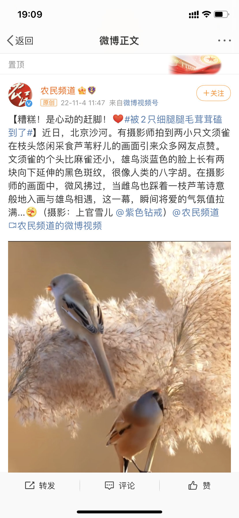 北京有摄影师拍到两小只文须雀在枝头悠闲采食芦苇籽儿的画面引来……