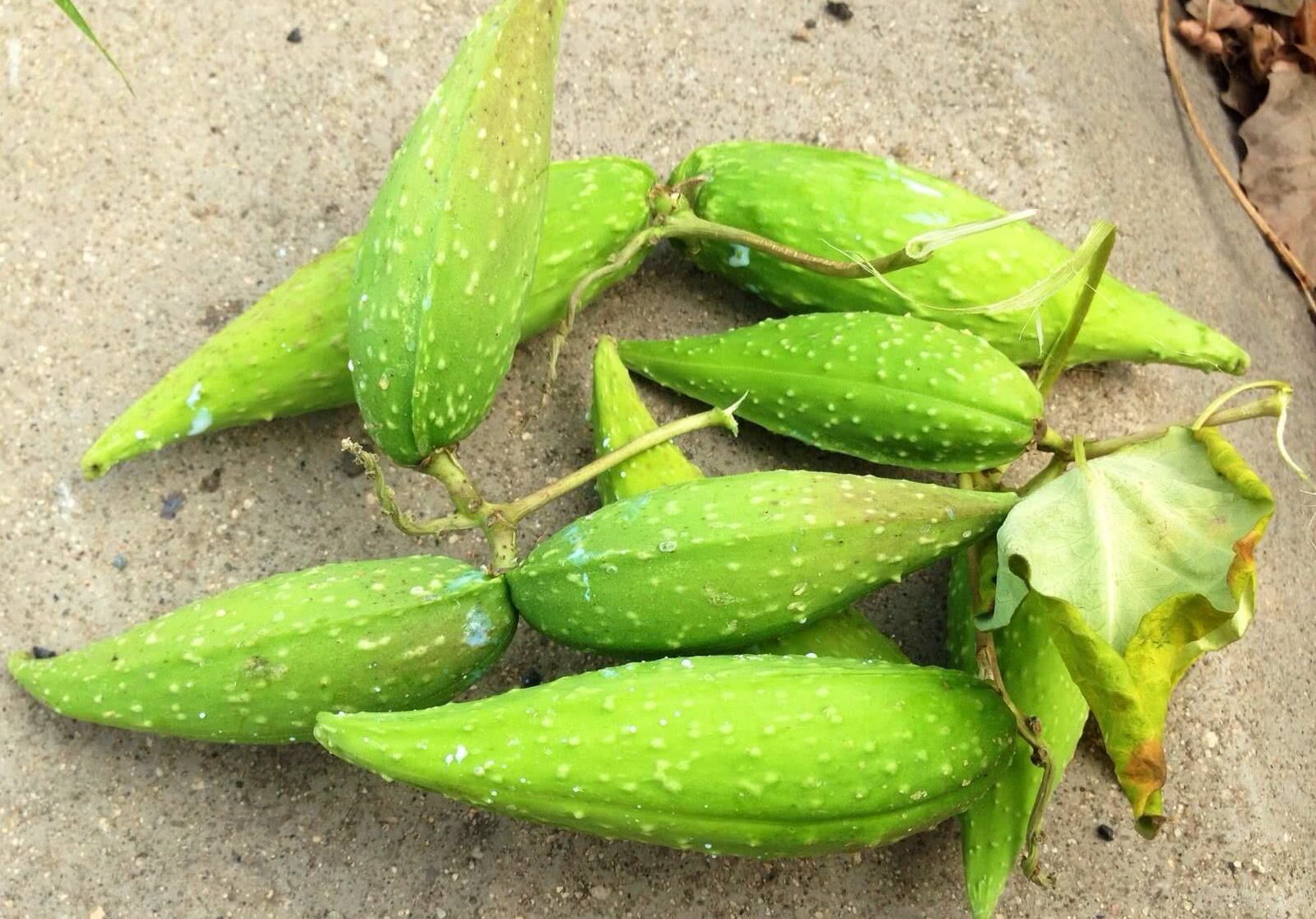 山里的一种“毛毛果”，20年前当奶喝，现在很多人不认识