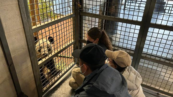 新华视点｜旅居美国的大熊猫“丫丫”将回国，身体状况如何？