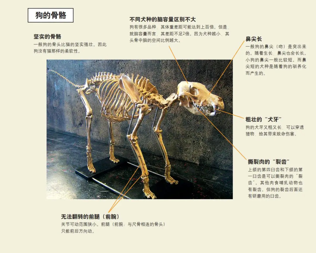 从骨骼看猫与狗的不同