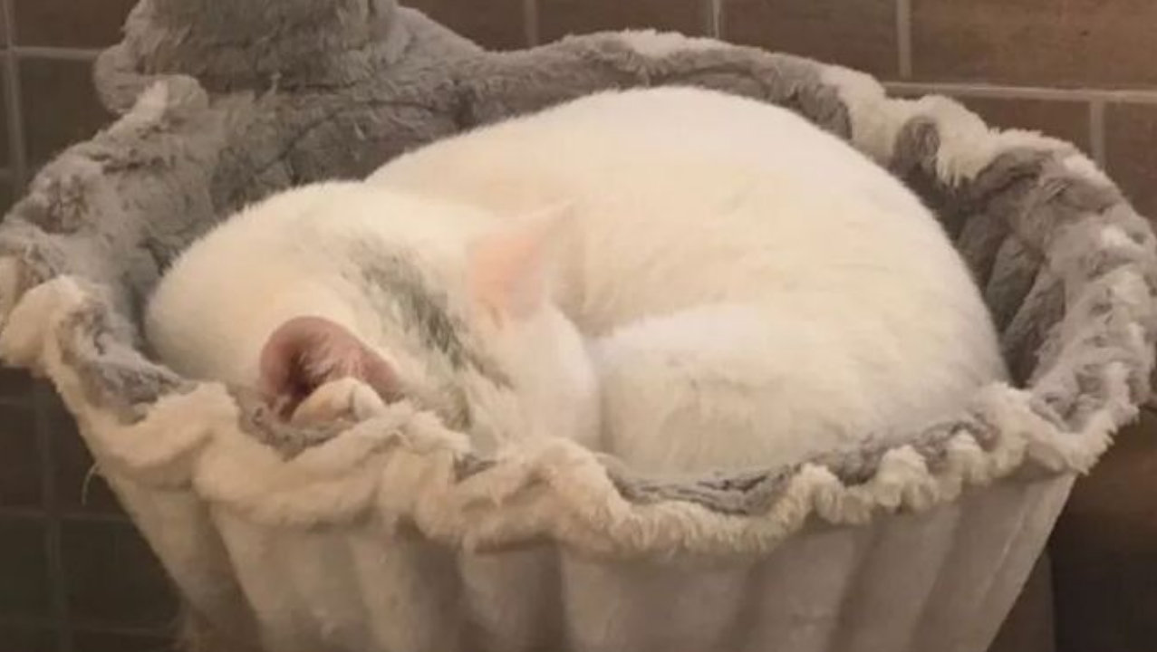 白猫身上发现一根黑毛，主人非说它是奶牛猫，网友：再掉就绝版了