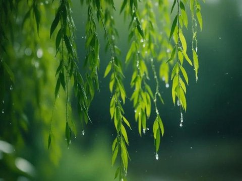 刘翔：三月听雨