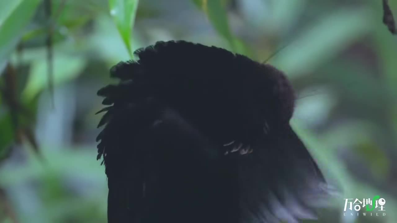 阿法六线风鸟Western Parotia的雄鸟……