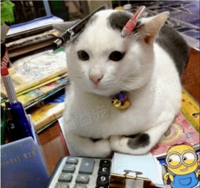 假如让你家猫咪也去工作，你觉得它做什么最适合？