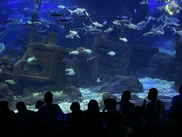 克服下水和被束缚的恐惧,25岁杭漂女孩的中秋节:我在杭州当美人鱼休闲区蓝鸢梦想 - Www.slyday.coM 克服下水和被束缚的恐惧,25岁杭漂女孩的中秋节:我在杭州当美人鱼休闲区蓝鸢梦想 - Www.slyday.coM