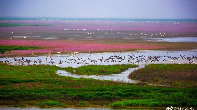 鄱阳湖是我国第二大湖，仅次于青海湖，是长江中下游主要支流之一