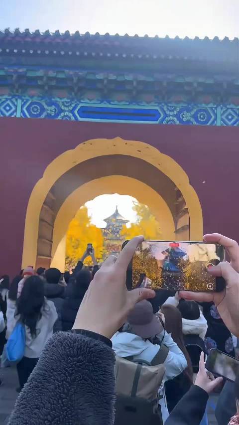 天坛银杏雨美如画，祈年殿前金色风暴来袭