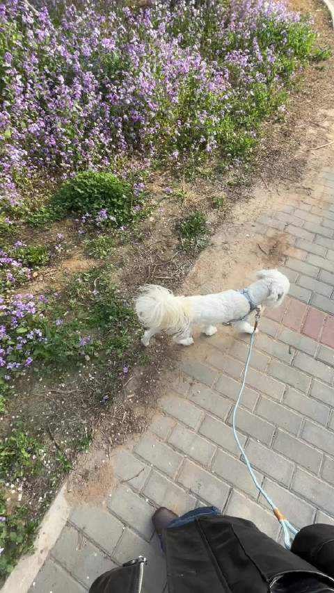 卷宝狗生第一个春