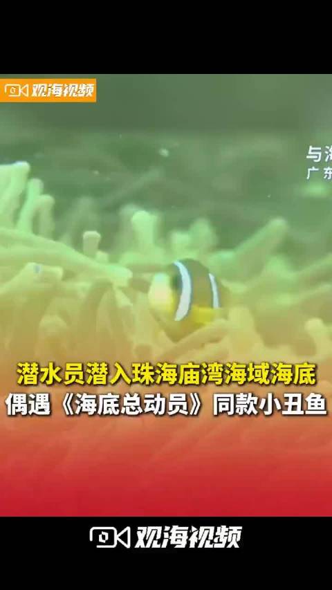 潜水员直播潜入珠海庙湾海域海底，偶遇《海底总动员》同框小丑鱼