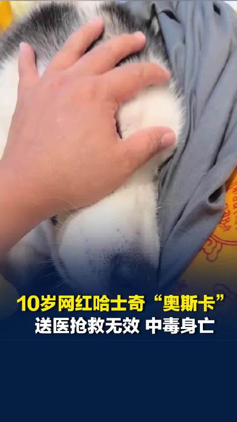 10岁网红哈士奇“奥斯卡”送医抢救无效，中毒身亡，主人阿哲：突发吐血倒地