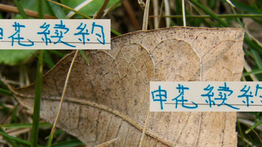 坏消息！周五是海港今年联赛最后主场 小张飞+莱昂还没有消息