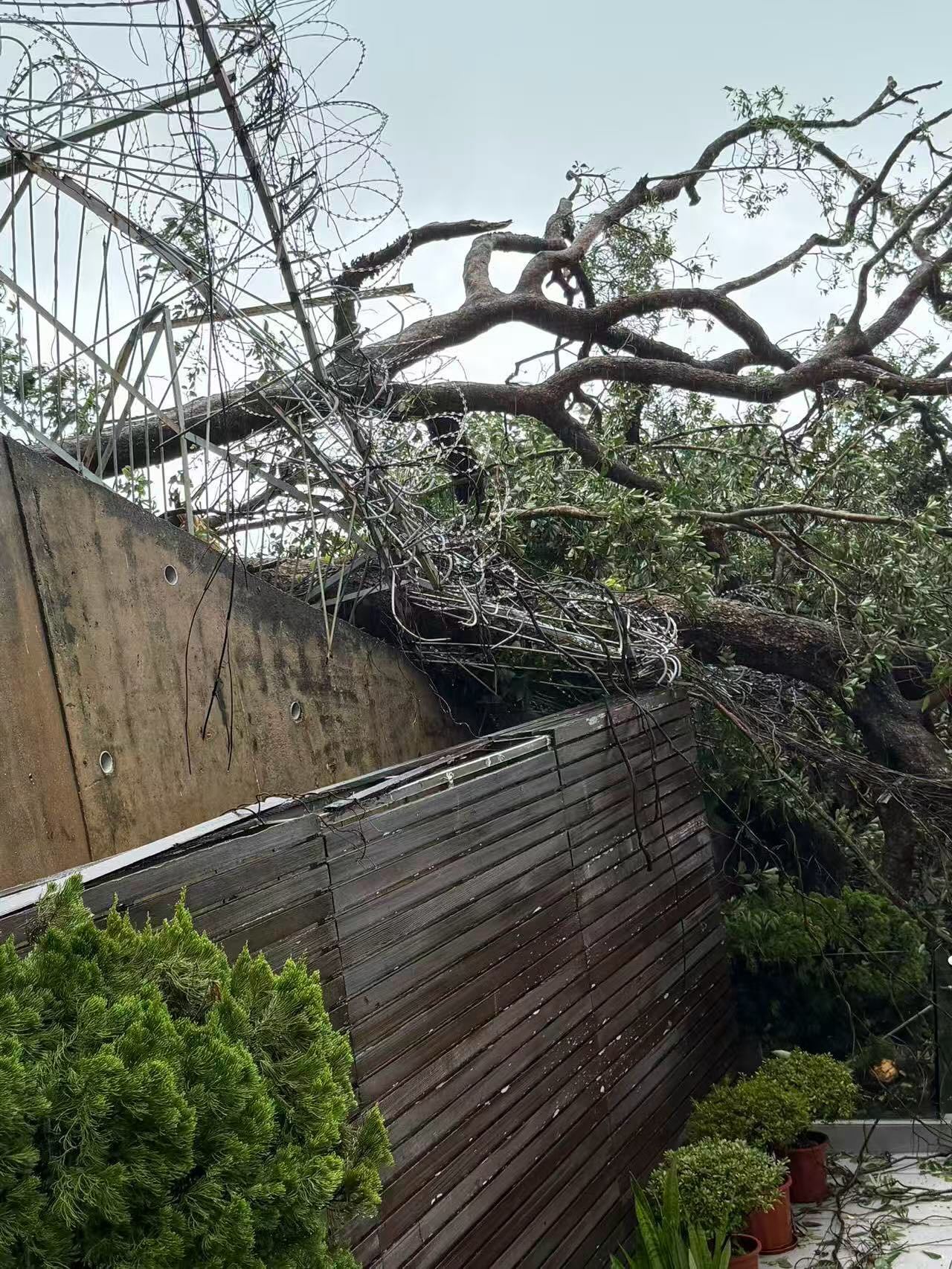 台风桦加沙把汪明荃家旁边的大树给刮倒了， 阿姐发帖感谢消防员