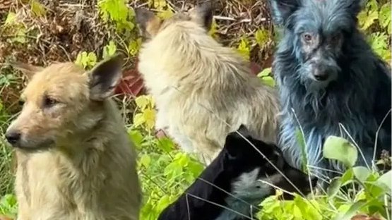 切尔诺贝利禁区发现蓝色狗！40年演变基因已变异，难道又进化了？