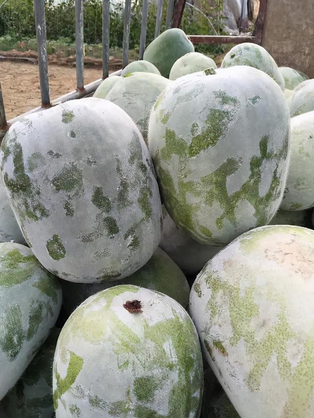 北京新发地:菜价可能继续下降甚至提速,大葱,金丝南瓜,南北瓜,冬瓜4种