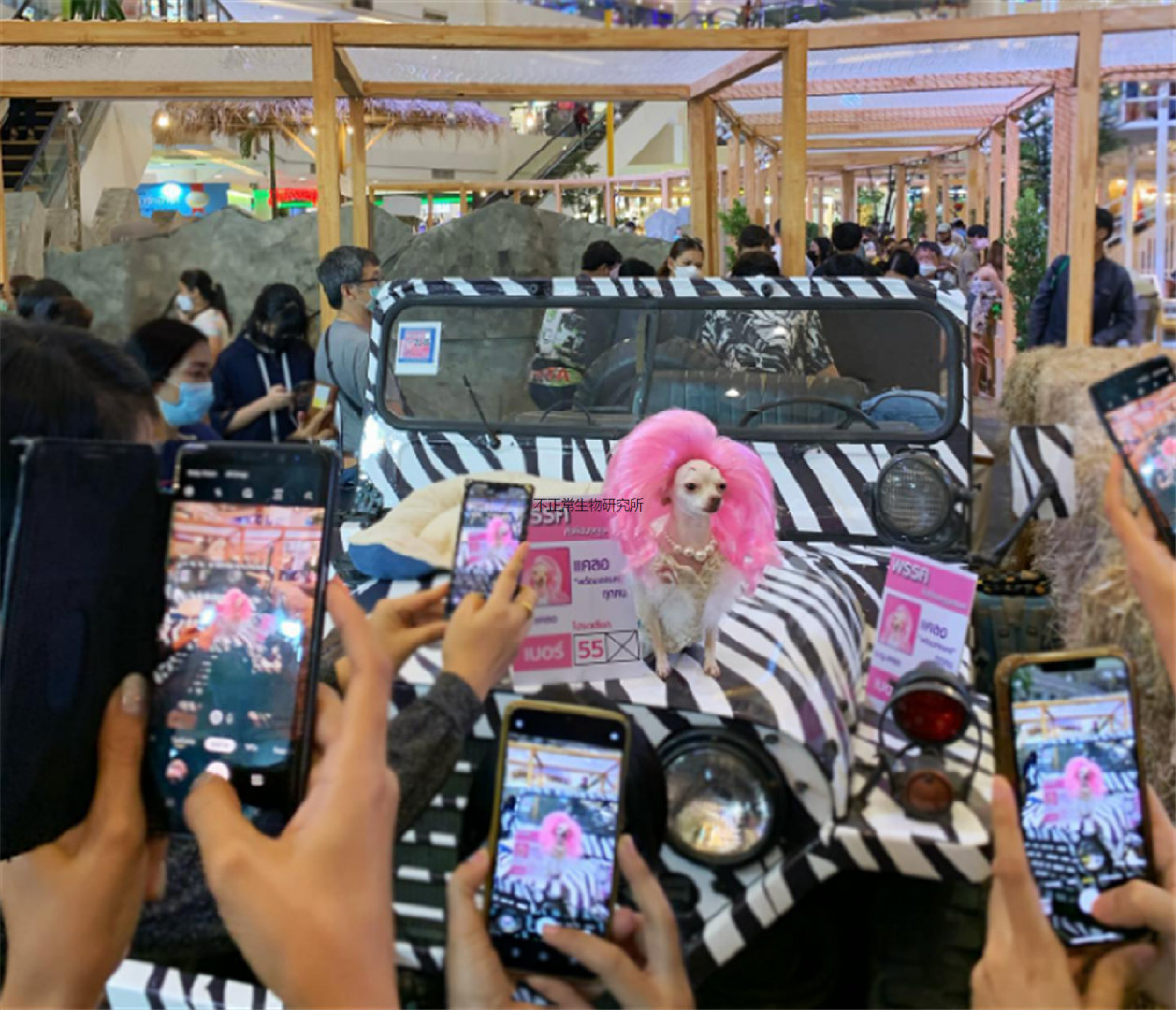 高度还原多位知名女明星，泰国吉娃娃Coser在网上走红