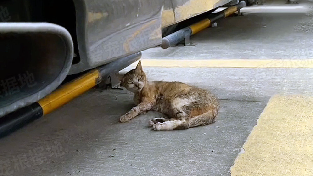 身体烧伤的流浪猫，倒在车底奄奄一息，带回家后“胖若两猫”