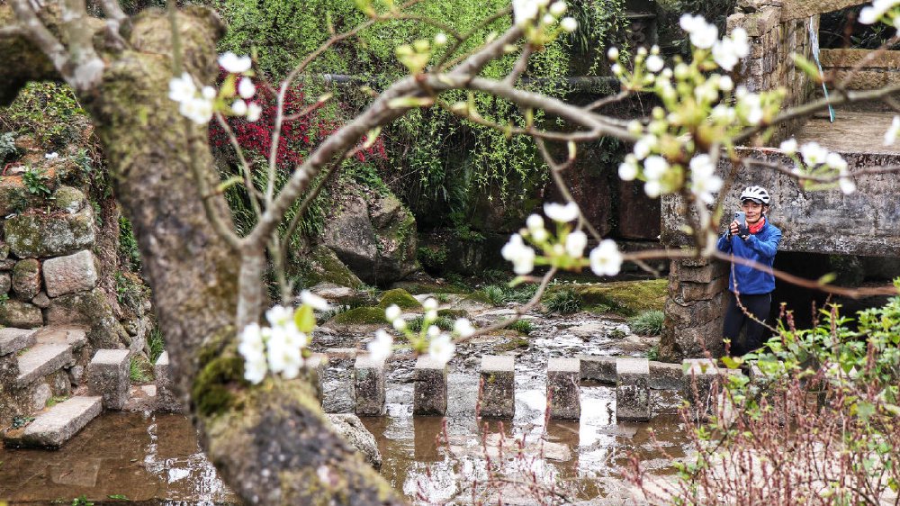 浙江黄岩：千年古村落 半山梨花雪