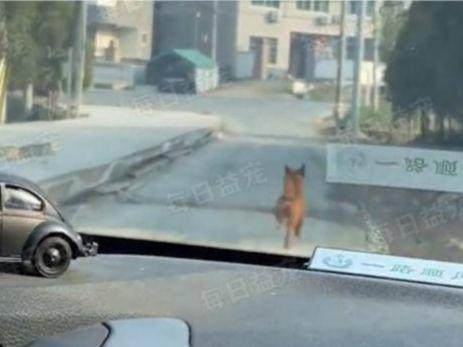 狗狗被好心人收养,为报恩每天亲自送家人上班,两年来风雨无阻!休闲区蓝鸢梦想 - Www.slyday.coM 狗狗被好心人收养,为报恩每天亲自送家人上班,两年来风雨无阻!休闲区蓝鸢梦想 - Www.slyday.coM