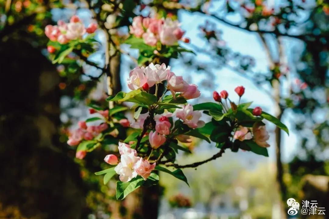 听说,天大的海棠开了.今年怎么赏?