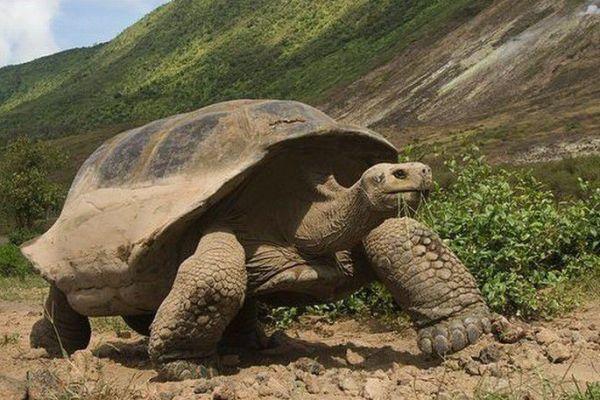 全球最大的乌龟,重300公斤寿命可达200岁,却因大量捕猎已濒临