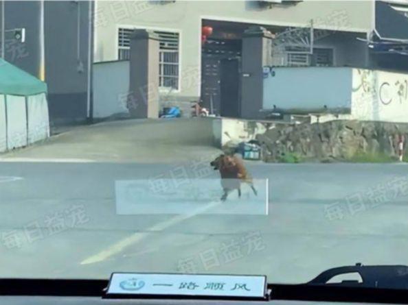 狗狗被好心人收养,为报恩每天亲自送家人上班,两年来风雨无阻!休闲区蓝鸢梦想 - Www.slyday.coM 狗狗被好心人收养,为报恩每天亲自送家人上班,两年来风雨无阻!休闲区蓝鸢梦想 - Www.slyday.coM