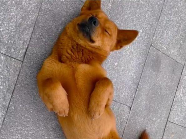 狗狗被好心人收养,为报恩每天亲自送家人上班,两年来风雨无阻!休闲区蓝鸢梦想 - Www.slyday.coM 狗狗被好心人收养,为报恩每天亲自送家人上班,两年来风雨无阻!休闲区蓝鸢梦想 - Www.slyday.coM