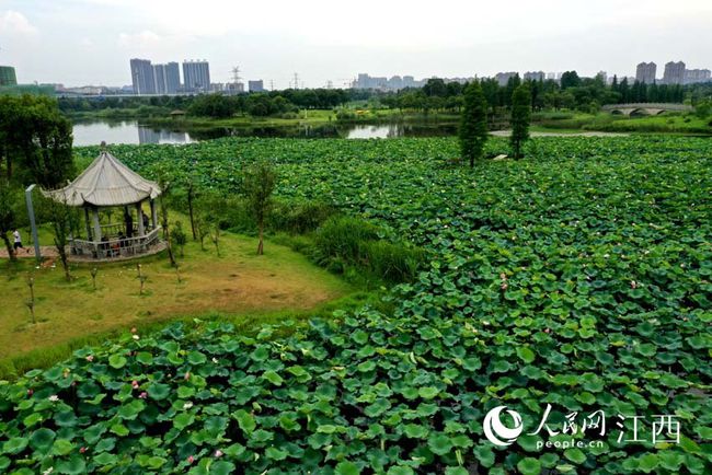 高清图:美哉!南昌象湖湿地公园荷花正艳