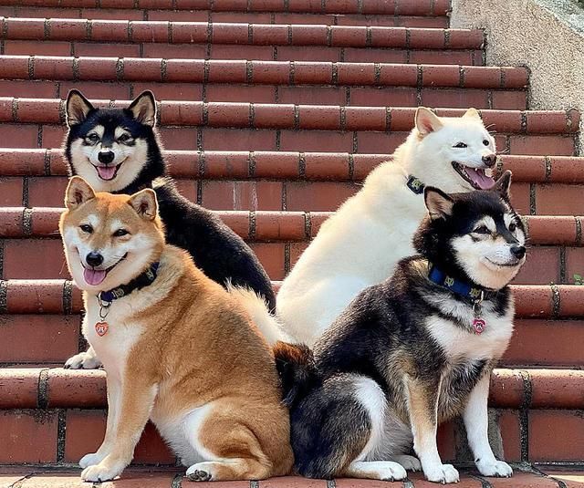 四只柴犬一起拍照 总有一只画风不对 却因此走红网络