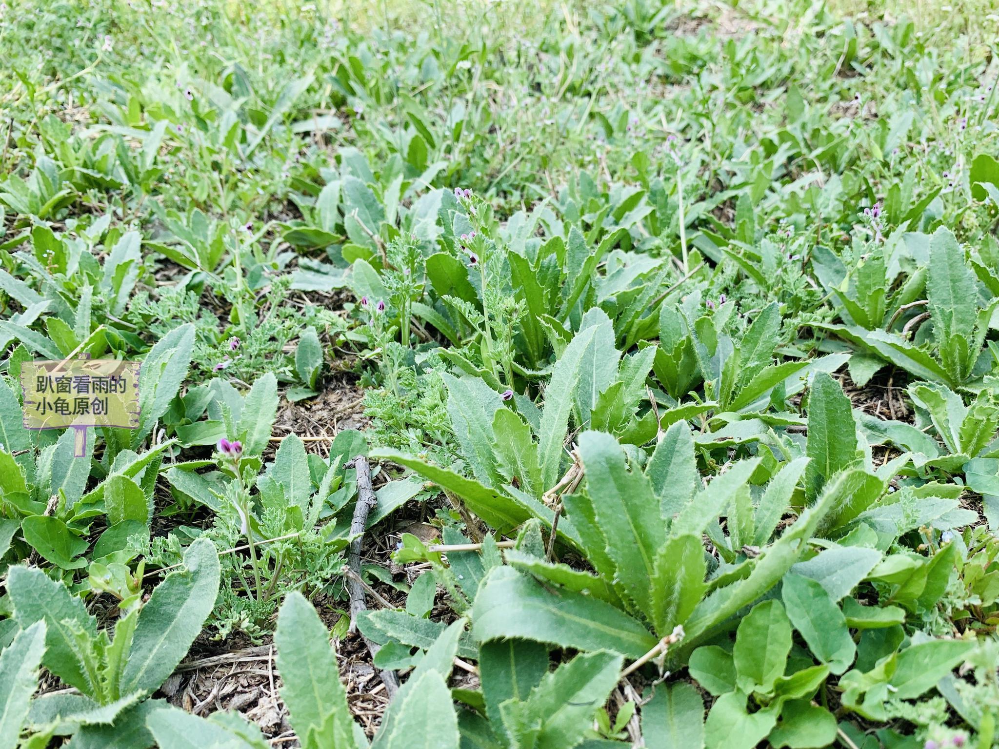 不是荠菜,苦菜,这种野菜一样营养好吃,你见过但是不一定吃过