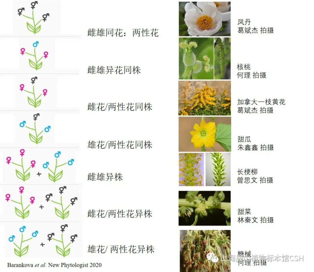 要写年终总结了，有些植物在写的时候却遇到了难题植物性别杨絮新浪新闻 