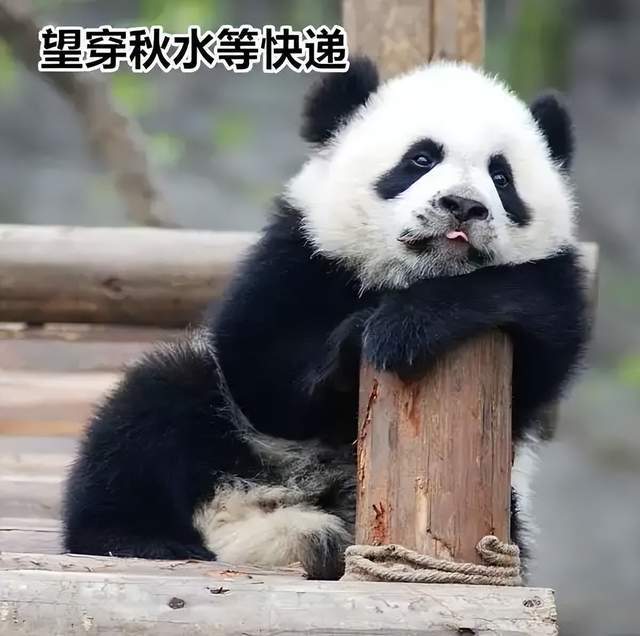 3K價(jià)位旗艦?zāi)目詈茫渴謾C(jī)競(jìng)速榜戰(zhàn)況激烈，紅米一加脫穎而出