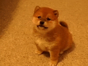 长大后很威猛,小时候也很奶哒京巴犬宝宝这小黑脸,像个挖煤的小天使!