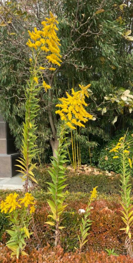 大连一小学生发现“生态杀手”加拿大一枝黄花休闲区蓝鸢梦想 - Www.slyday.coM 大连一小学生发现“生态杀手”加拿大一枝黄花休闲区蓝鸢梦想 - Www.slyday.coM