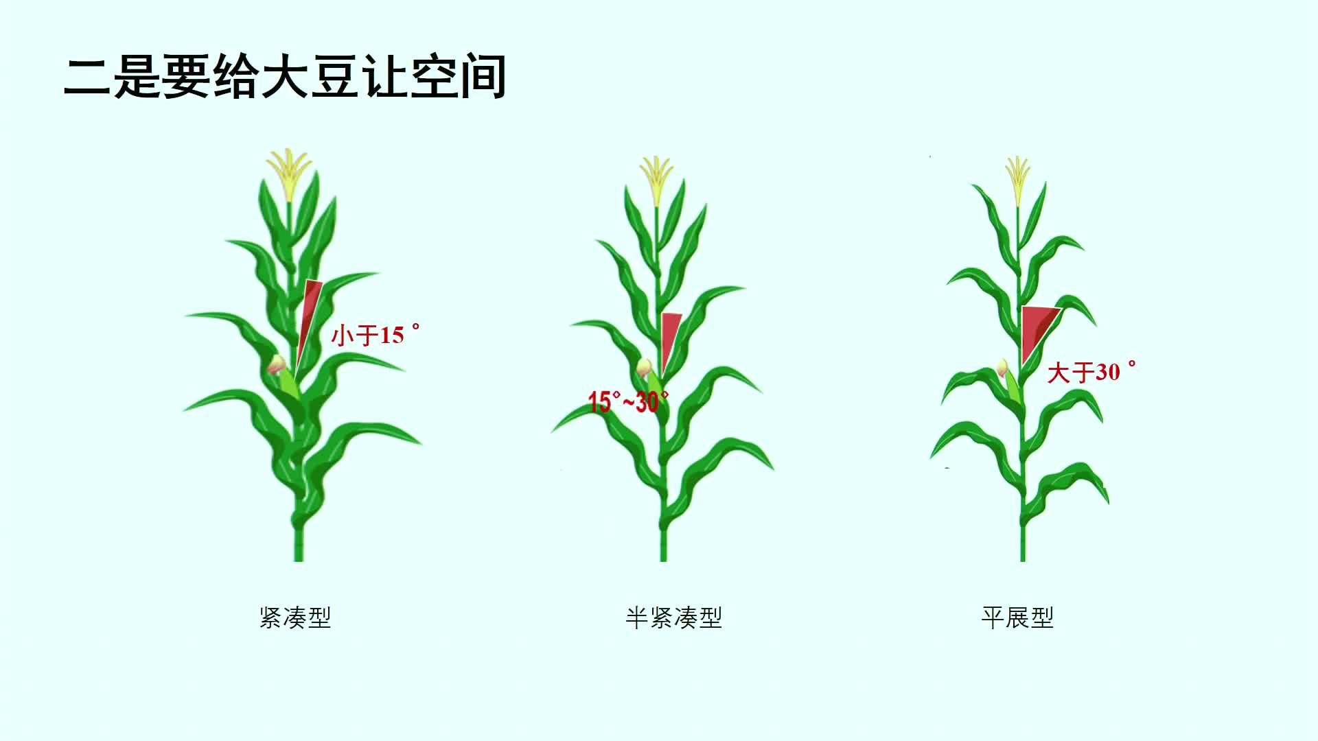 干货专家讲解玉米大豆带状复合种植关键技术玉米品种怎么选