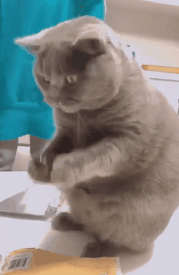 不是所有猫咪吃东西的样子都很治愈,也可以很搞笑