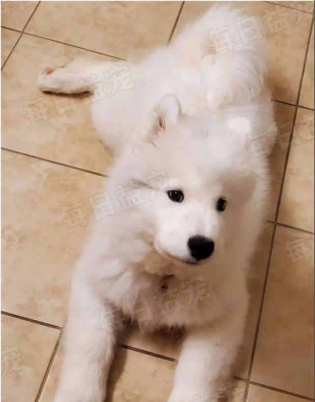 萨摩耶凭借睡颜美照，就获得了五万点赞，原因很简单！