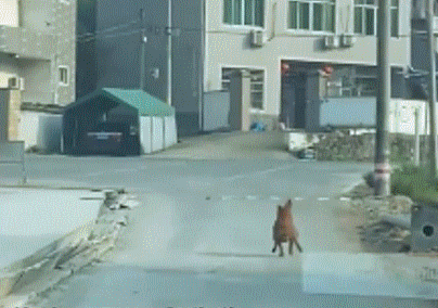 狗狗被好心人收养,为报恩每天亲自送家人上班,两年来风雨无阻!休闲区蓝鸢梦想 - Www.slyday.coM 狗狗被好心人收养,为报恩每天亲自送家人上班,两年来风雨无阻!休闲区蓝鸢梦想 - Www.slyday.coM