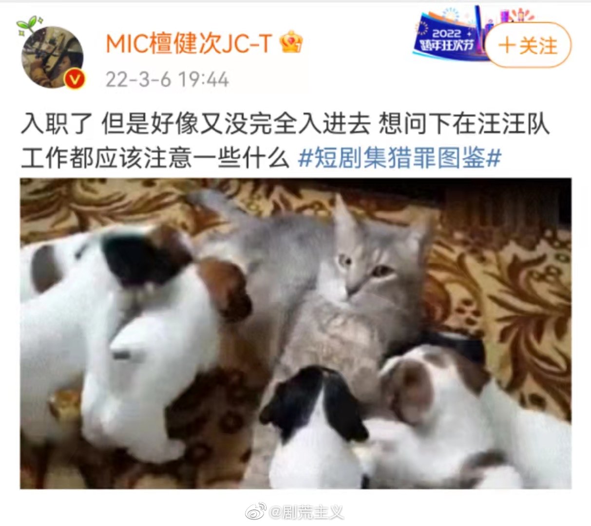 宛如一只掉进了犬群的猫,好奇怎么跟同事相处了,康康《猎罪图鉴》